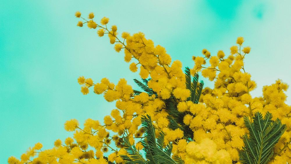 Say it with mimosas, not roses, on International Women's Day