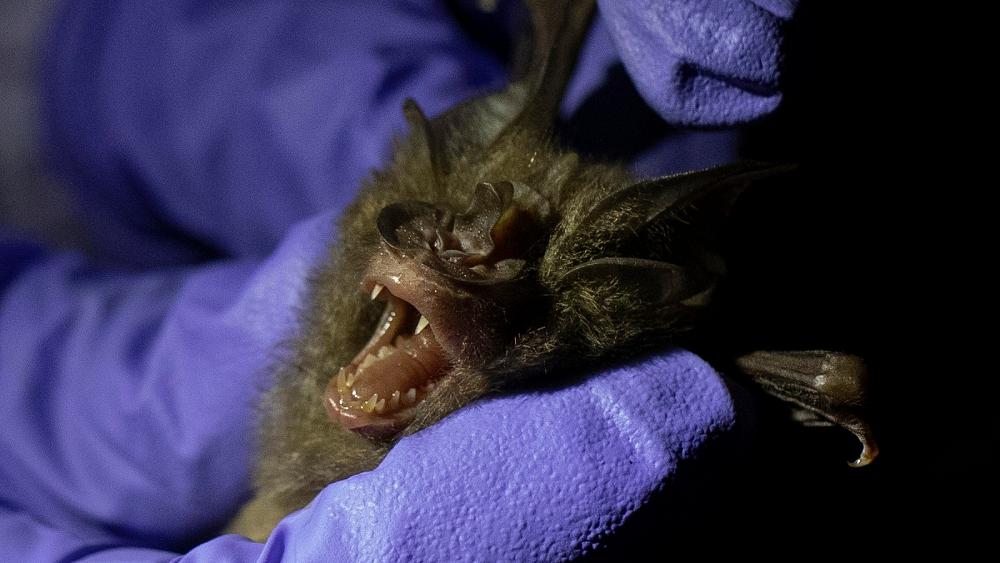 Are bats to blame for coronavirus? Thai researchers are catching them to find out