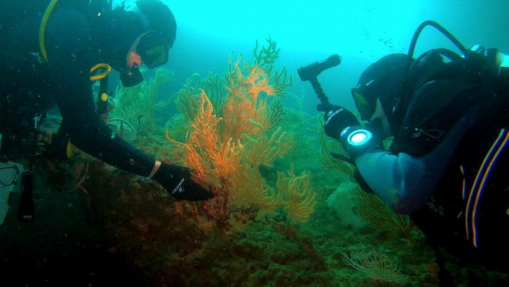 The ocean, a source of treatment for some of the world's worst diseases