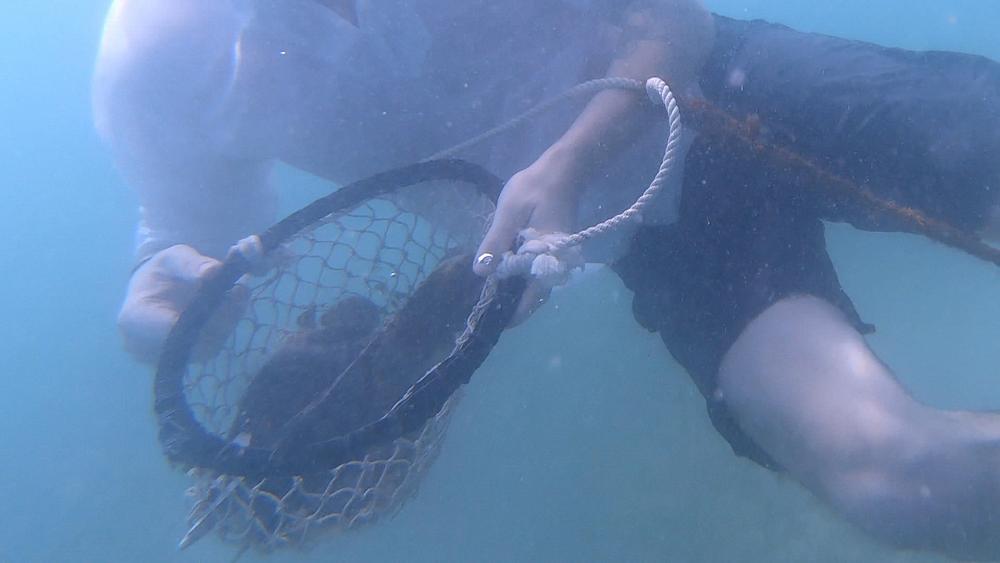 Treasures and tradition – find out how pearl diving in Dubai still uses traditional methods