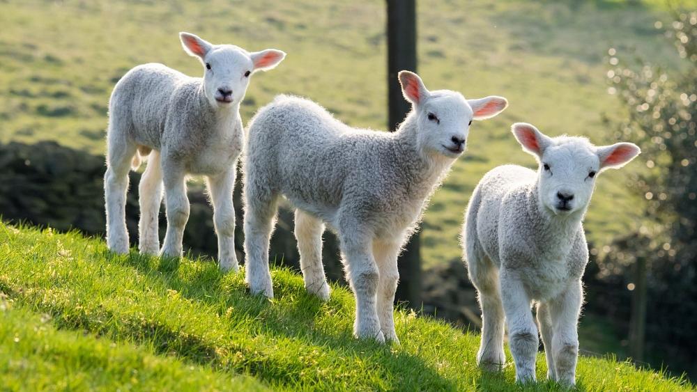 This animal sanctuary is saving baby lambs from the Easter table