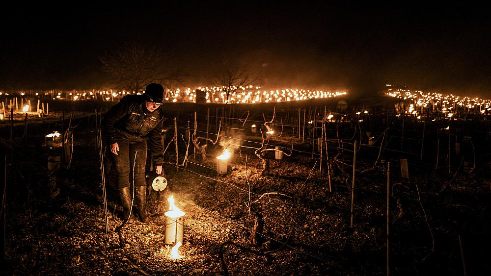 In pictures: French winemakers light fires in vineyards to protect harvest from frost