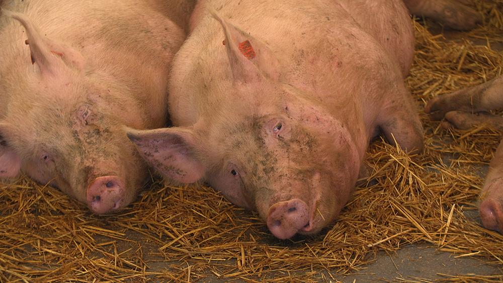 How sustainable farms in Italy are improving animal welfare and our food systems