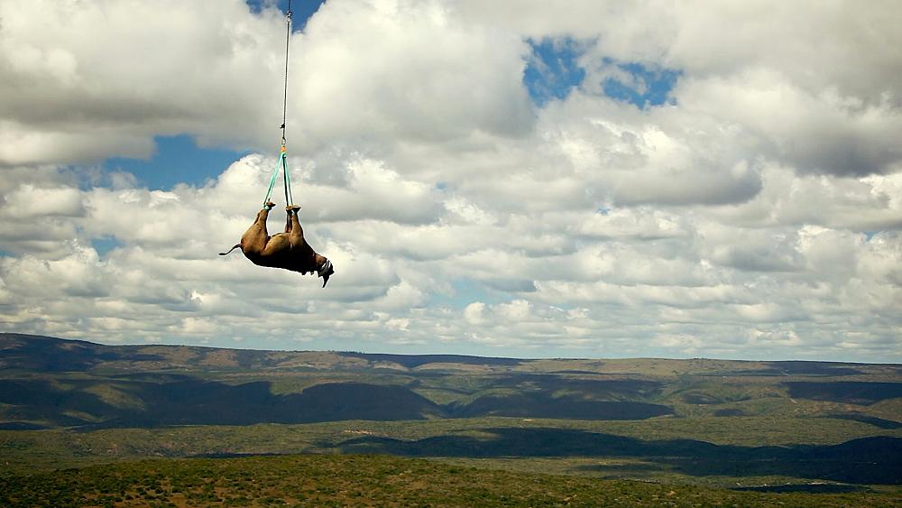 Hanging rhinos upside down is ‘vital’ for their conservation