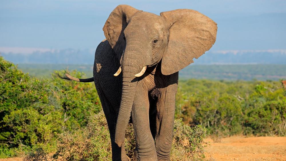 This is the algorithm that could save elephants from extinction