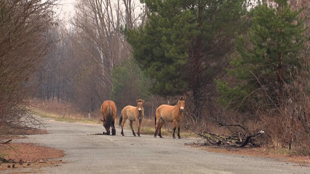 The world's most unlikely nature reserve: Wildlife is thriving in Chernobyl