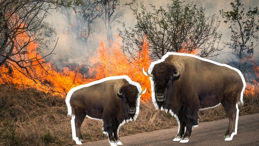 Bison could be the 'natural firefighters' we need to tackle wildfires