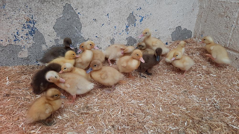 TikTok trend leads to massive increase in abandoned ducklings