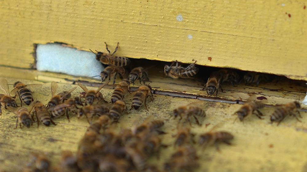Bees, the workers helping to create a sweet sustainability in Europe