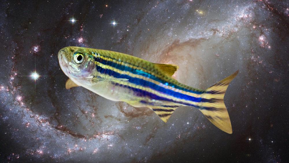 Manned missions to Mars have taken a step closer thanks to hibernating zebrafish