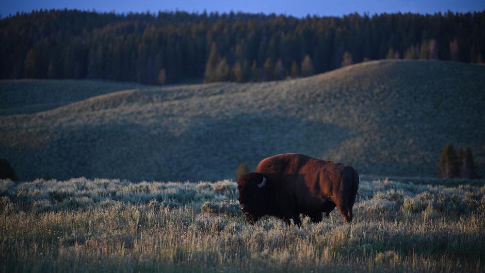 Yellowstone National Park sees hottest temperatures on record