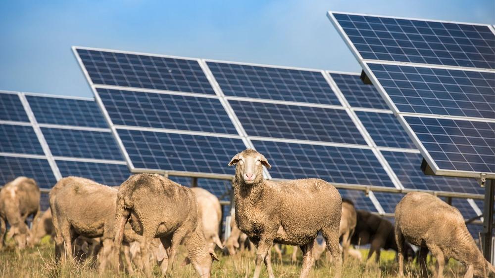 Clean energy and clean edges: the lawn-mowing sheep that work at a solar farm